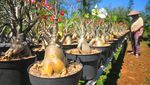 Intip Budi Daya Bonsai Adenium yang Dihargai Jutaan Rupiah