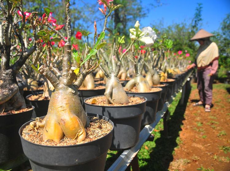 Intip Budi Daya Bonsai Adenium yang Dihargai Jutaan Rupiah