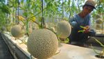 Melihat Budi Daya Melon dengan Cara Hidroponik di Kudus