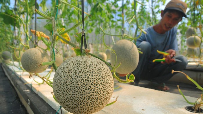 Petani merawat tanaman buah melon yang ditanam menggunakan metode hidroponik di Desa Besito, Gebog, Kudus, Jawa Tengah, Rabu (12/7/2023). Buah melon jenis Golden Emerald, Sweet Aroma hingga Kimoji yang dibudidayakan dengan cara hidroponik dengan konsep green house tersebut dijual dengan harga Rp40 ribu per kilogram. ANTARA FOTO/Yusuf Nugroho/aww.