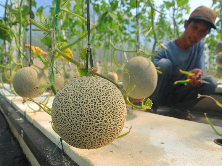 Melihat Budi Daya Melon dengan Cara Hidroponik di Kudus