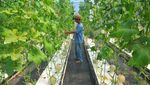 Melihat Budi Daya Melon dengan Cara Hidroponik di Kudus