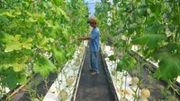 Melon-melon tersebut dijual dengan harga Rp40 ribu per kilogram.  