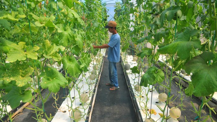 Petani merawat tanaman buah melon yang ditanam menggunakan metode hidroponik di Desa Besito, Gebog, Kudus, Jawa Tengah, Rabu (12/7/2023). Buah melon jenis Golden Emerald, Sweet Aroma hingga Kimoji yang dibudidayakan dengan cara hidroponik dengan konsep green house tersebut dijual dengan harga Rp40 ribu per kilogram. ANTARA FOTO/Yusuf Nugroho/aww.