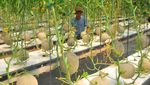 Melihat Budi Daya Melon dengan Cara Hidroponik di Kudus