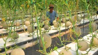 Petani merawat tanaman buah melon yang ditanam menggunakan metode hidroponik di Desa Besito, Gebog, Kudus, Jawa Tengah, Rabu (12/7/2023).  