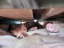 Aneh tapi Nyata! Ada 3 Anak Babi Jadi Karya Seni di Denmark
