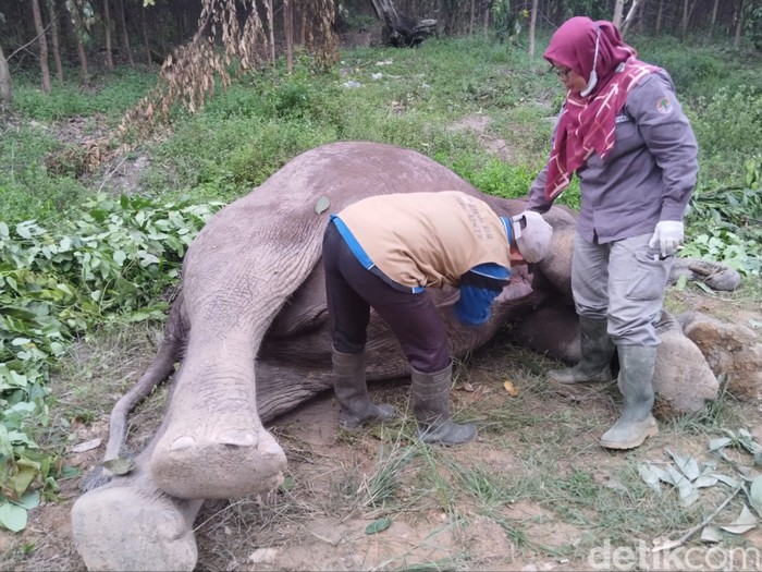 Seekor gajah jatan ditemukan mati diduga diracun di Pelalawan, Riau.