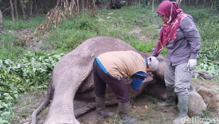 Seekor gajah jatan ditemukan mati diduga diracun di Pelalawan, Riau.