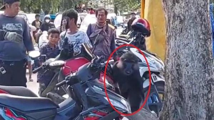 Sejumlah monyet hitam jenis macaca nigra meneror permukiman warga di Kota Palopo, Sulawesi Selatan (Sulsel).