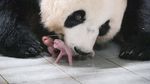 Selamat! Panda Ai Bao Lahirkan Bayi Kembar