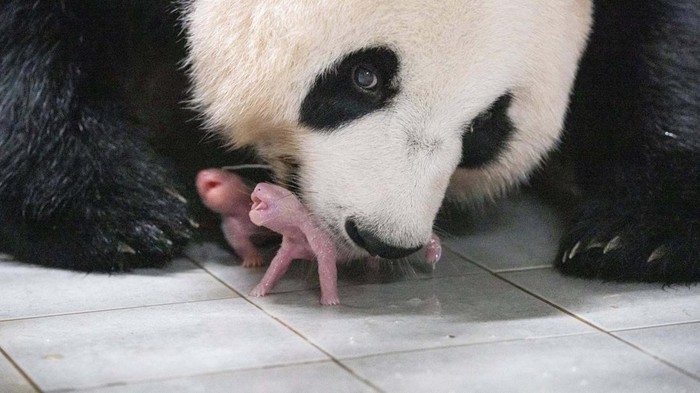 Selamat! Panda Ai Bao Lahirkan Bayi Kembar Giant Panda Ai Bao holds her baby panda with mouth after giving birth to twin at Everland amusement park in Yongin, South Korea, July 11, 2023. Samsung C&T/Yonhap via REUTERS ATTENTION EDITORS - THIS IMAGE HAS BEEN SUPPLIED BY A THIRD PARTY. NO RESALES. NO ARCHIVE. SOUTH KOREA OUT. NO COMMERCIAL OR EDITORIAL SALES IN SOUTH KOREA.