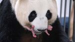 Selamat! Panda Ai Bao Lahirkan Bayi Kembar