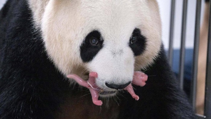 Selamat! Panda Ai Bao Lahirkan Bayi Kembar Giant Panda Ai Bao holds her baby panda with mouth after giving birth to twin at Everland amusement park in Yongin, South Korea, July 11, 2023. Samsung C&T/Yonhap via REUTERS ATTENTION EDITORS - THIS IMAGE HAS BEEN SUPPLIED BY A THIRD PARTY. NO RESALES. NO ARCHIVE. SOUTH KOREA OUT. NO COMMERCIAL OR EDITORIAL SALES IN SOUTH KOREA.
