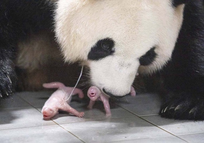Giant Panda Ai Bao holds her baby panda with mouth after giving birth to twin at Everland amusement park in Yongin, South Korea, July 11, 2023. Samsung C&T/Yonhap via REUTERS    ATTENTION EDITORS - THIS IMAGE HAS BEEN SUPPLIED BY A THIRD PARTY. NO RESALES. NO ARCHIVE. SOUTH KOREA OUT. NO COMMERCIAL OR EDITORIAL SALES IN SOUTH KOREA.