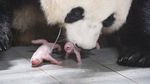 Selamat! Panda Ai Bao Lahirkan Bayi Kembar