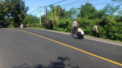 Anggota Satlantas Polres Jembrana saat melakukan pengecekan lokasi terjadinya laka maut yang mengakibatkan tiga orang meninggal dunia di Jalan Umum jurusan Denpasar-Gilimanuk, Selasa (11/7/2023).