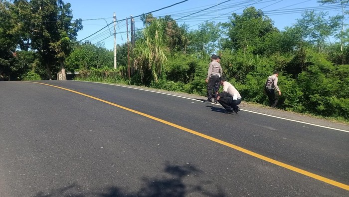 Anggota Satlantas Polres Jembrana saat melakukan pengecekan lokasi terjadinya laka maut yang mengakibatkan tiga orang meninggal dunia di Jalan Umum jurusan Denpasar-Gilimanuk, Selasa (11/7/2023).