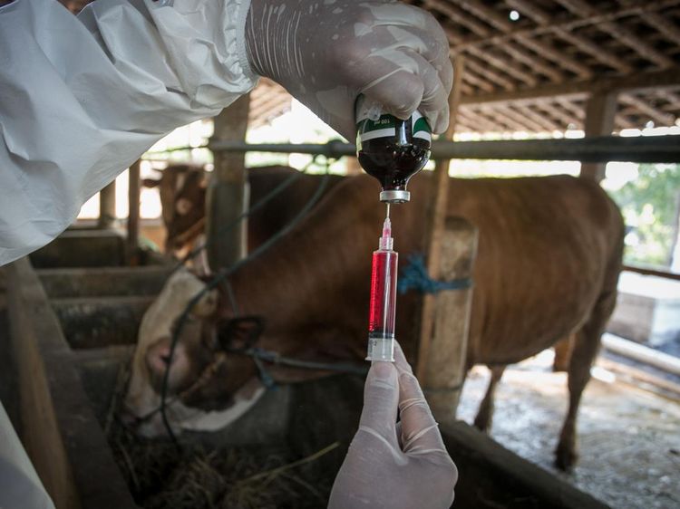 Ribuan Sapi di Sukoharjo Divaksinasi Antraks