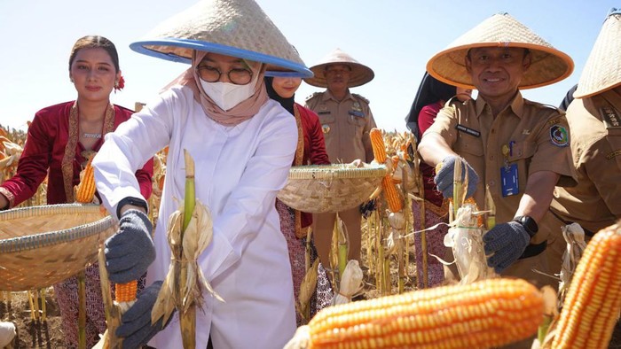 Banyuwangi disebut sebagai Lumbung Jagung Jawa Timur