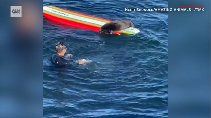 berang-berang di California kerap mencuri papan selancar