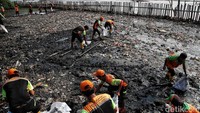 Sampah itu membentang di sepanjang hutan mangrove.   