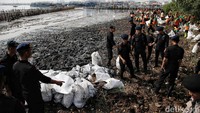 Sampah yang mengotori hutan mangrov dimasukkan ke dalam karung.  