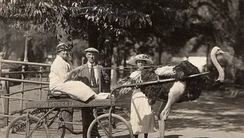 Peternakan burung unta menjadi salah satu tempat wisata paling populer di Amerika Serikat. Foto: Creative Commons via BuzzFeed  