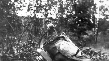 Tentara Jerman melatih burung merpati untuk membawa kamera. Foto: reddit via BuzzFeed  