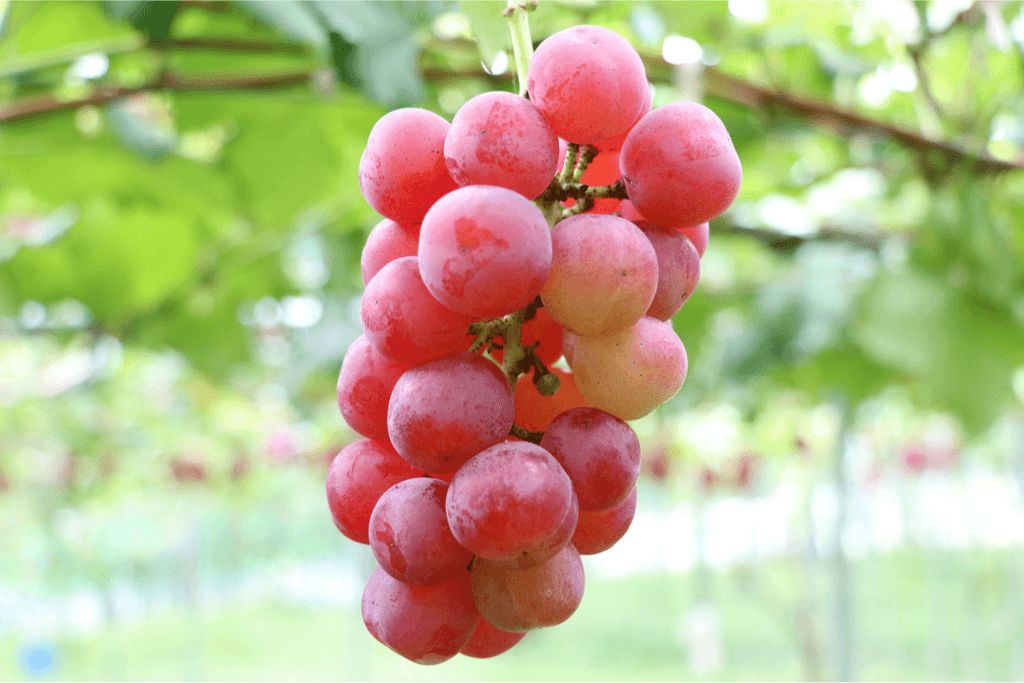 Hanya Ada di Jepang! Ini 5 Buah Unik, Lemon Melon hingga Akebi
