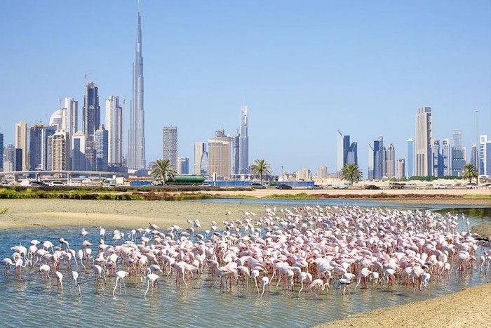 Kawasan Konservasi Satwa Liar Ras Al Khor, Dubai