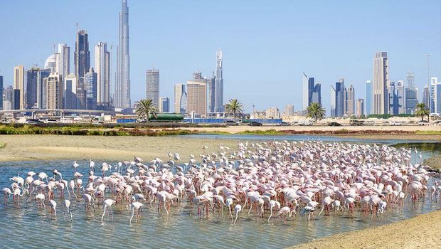 Kawasan Konservasi Satwa Liar Ras Al Khor, Dubai