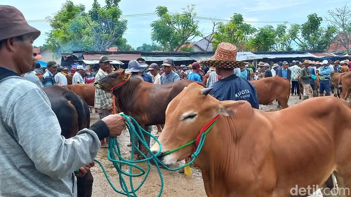 pecah celengan jual sapi sampang