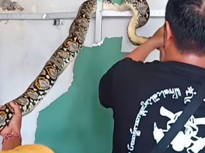 Tim Posko Cokro BPBD Kota Denpasar ketika mengevakuasi ular piton di plafon rumah warga di Jalan Pidada IV No. 1 Ubung, Denpasar, Bali pada Rabu (12/7/2023).