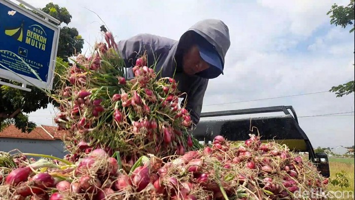 Petani bawang merah di Kabupaten Brebes, Kamis (13/7/2023).