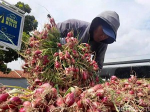 Harga Anjlok, Petani Bawang Merah Brebes Pilih Gudangkan Panenan