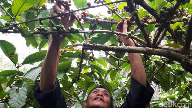 Petani Desa Banyunyar, Kecamatan Ampel, Kabupaten Boyolali, menggelar tradisi wiwit mengawali panen kopi, Kamis (13/7/2023).