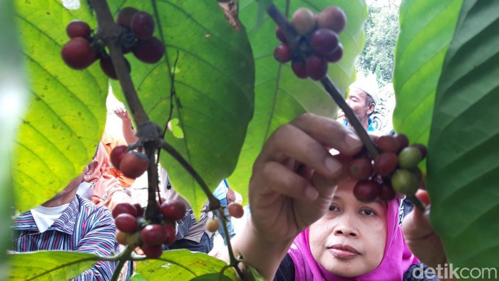 Petani Desa Banyunyar, Kecamatan Ampel, Kabupaten Boyolali, menggelar tradisi wiwit mengawali panen kopi, Kamis (13/7/2023).