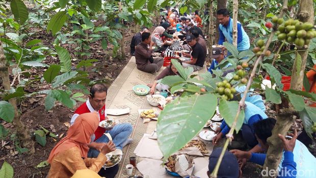Petani Desa Banyunyar, Kecamatan Ampel, Kabupaten Boyolali, menggelar tradisi wiwit mengawali panen kopi, Kamis (13/7/2023).