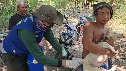 Distan Karangasem mengeliminasi 295 ekor anjing tua dan tak bertuan sebagai pencegahan penyebaran rabies di wilayahnya.