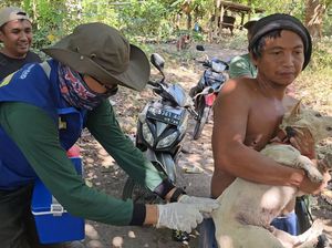 295 Anjing Tak Bertuan Ditidurkan Imbas Bocah Tewas Karena Rabies
