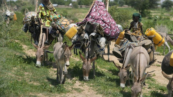 A Nomad Fulani woman travels on a donkey along Gashua road in Nigeria, Wednesday, July 12, 2023. (AP Photo/Sunday Alamba)