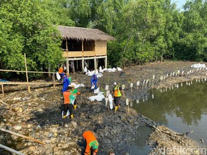 Kondisi Terkini Hutan Mangrove Angke, Sampah Menyatu dengan Tanah