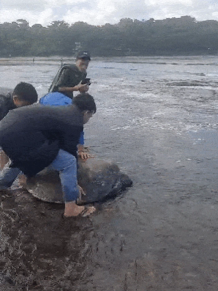 Warga Tasik selamatkan penyu hijau di Cipatujah