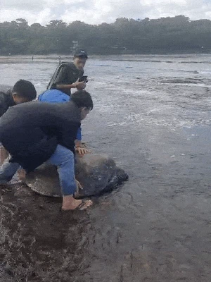 Aksi Heroik Warga Angkut Penyu Hijau di Pesisir Tasikmalaya