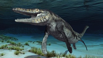 Mosasaurus merupakan dinosaurus air. Ekornya yang panjang dan kuat, berfungsi membantu mereka berenang dengan cepat dan mengendalikan pergerakan di dalam air. Mereka menjadi salah satu predator laut yang hebat dan sangat mengerikan dan tampil di film Jurrasic World. Foto: Getty Images/iStockphoto/MR1805