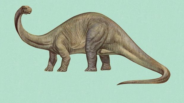 Brontosaurus