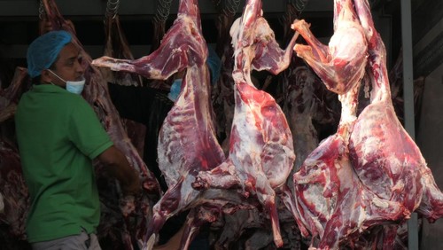 Daging Kambing Dam siap dikirim ke RI