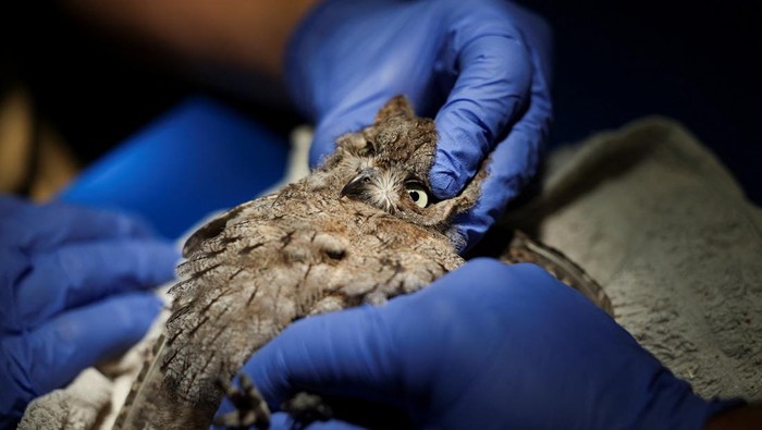 Veterinary assistant Carlos Sanandres examines a bird at the intensive care unit of Madrid's wildlife recovery center as it grapples with an added influx of ailing animals due to extreme temperatures during a heatwave, in Tres Cantos, Spain, July 13, 2023. REUTERS/Violeta Santos Moura