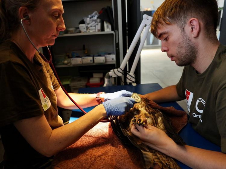 Kasihan, Banyak Burung Liar Sakit Akibat Panas Ekstrem Spanyol